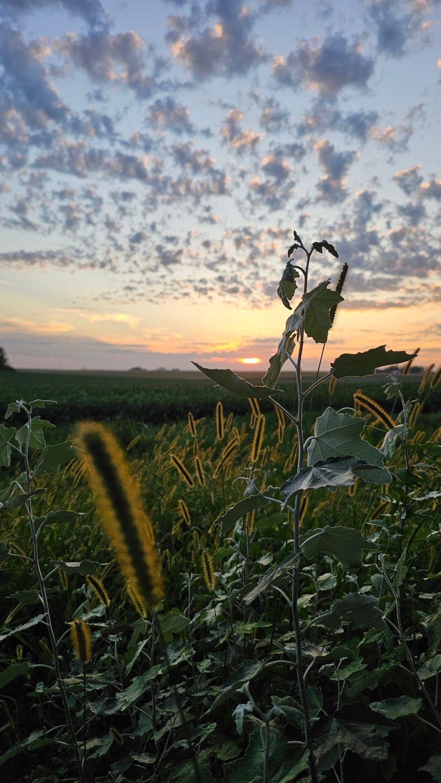 Sunset over a field of wild grass under a sky full of small clouds